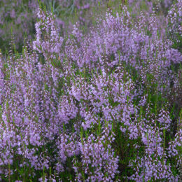 Heather, Purple